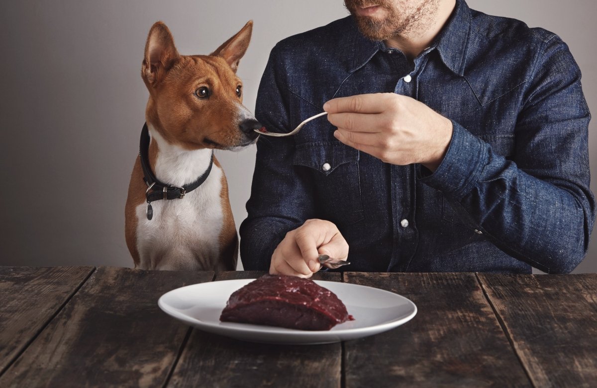 10 foods to avoid feeding your dog - shopanimalwiz.com