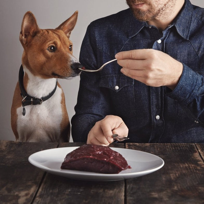 10 foods to avoid feeding your dog - shopanimalwiz.com