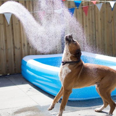 10 Tips to Beat The Heat for your Fur Baby - shopanimalwiz.com