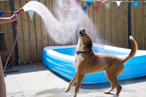 10 Tips to Beat The Heat for your Fur Baby - shopanimalwiz.com