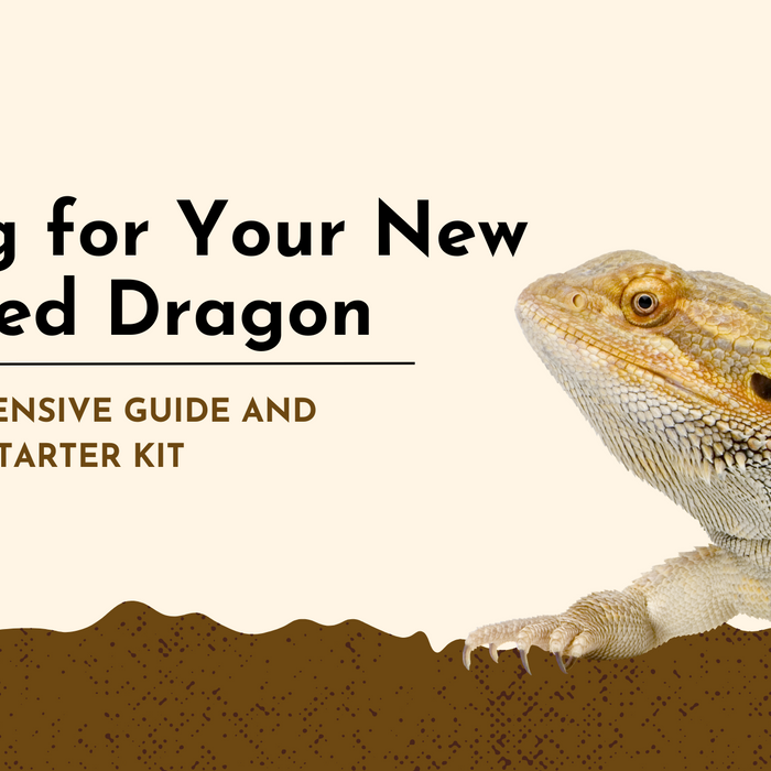 Caring for Your New Bearded Dragon: A Comprehensive Guide and Essential Starter Kit