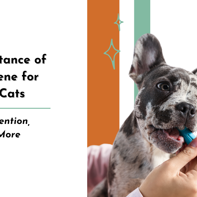 The Importance of Oral Hygiene for Dogs and Cats