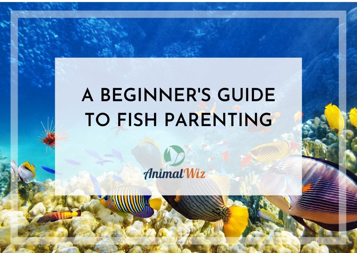 A Beginner’s Guide To Fish Parenting - shopanimalwiz.com