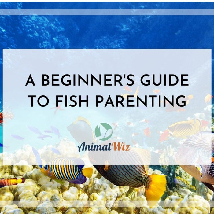 A Beginner’s Guide To Fish Parenting - shopanimalwiz.com