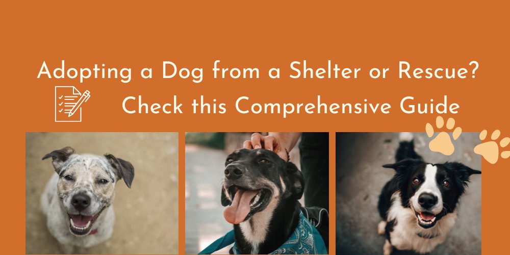 Adopting a Dog from a Shelter or Rescue? Check this Comprehensive Guide - shopanimalwiz.com