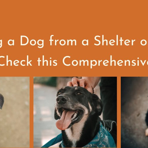 Adopting a Dog from a Shelter or Rescue? Check this Comprehensive Guide - shopanimalwiz.com