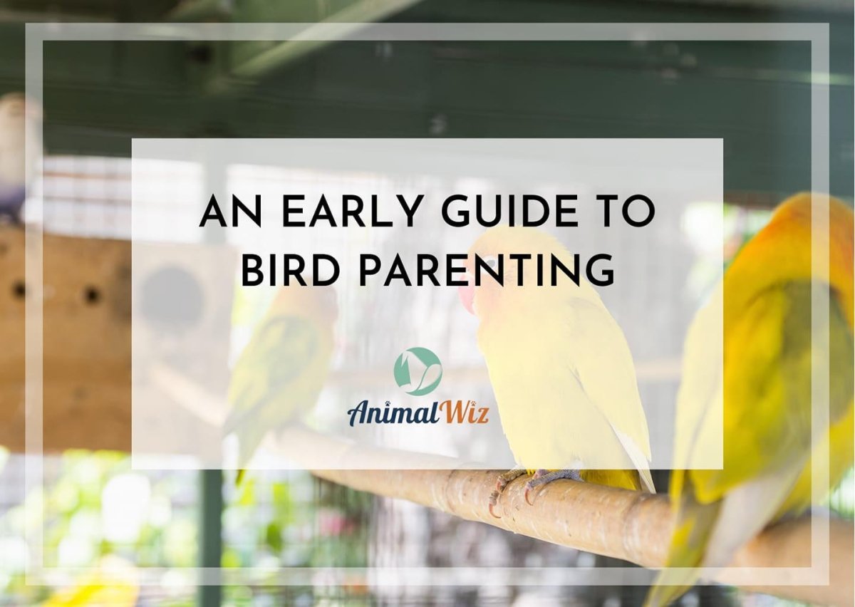 An Early Guide To Bird Parenting - shopanimalwiz.com