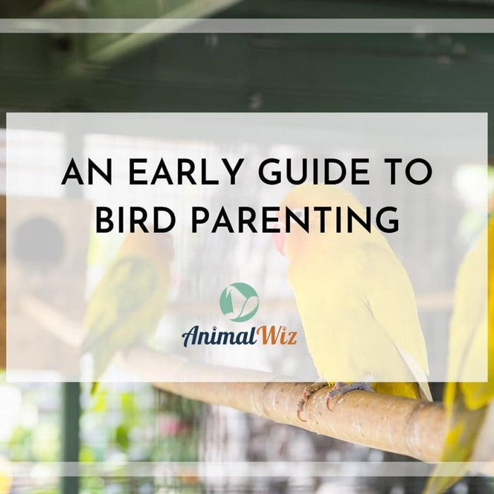 An Early Guide To Bird Parenting - shopanimalwiz.com