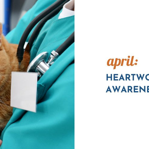 April: Heartworm Awareness Month - shopanimalwiz.com