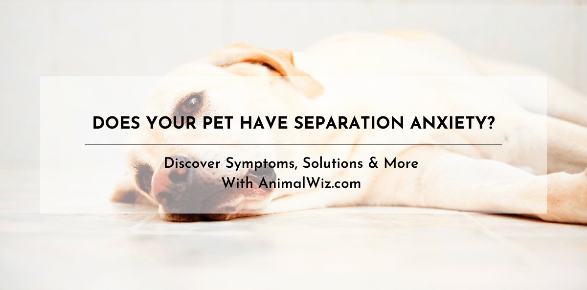 DOES YOUR PET HAVE SEPARATION ANXIETY? - shopanimalwiz.com