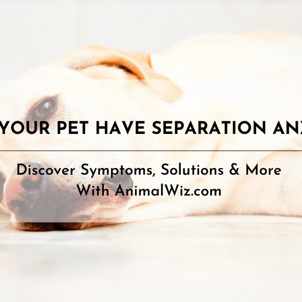 DOES YOUR PET HAVE SEPARATION ANXIETY? - shopanimalwiz.com