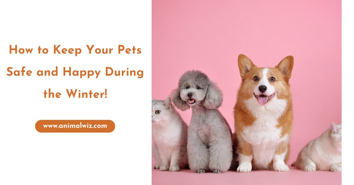 How to Keep Your Pets Safe and Happy During the Winter! - shopanimalwiz.com