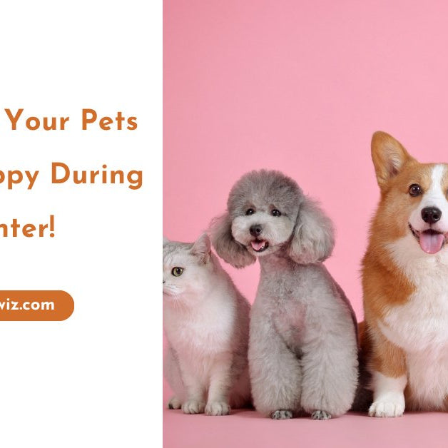 How to Keep Your Pets Safe and Happy During the Winter! - shopanimalwiz.com