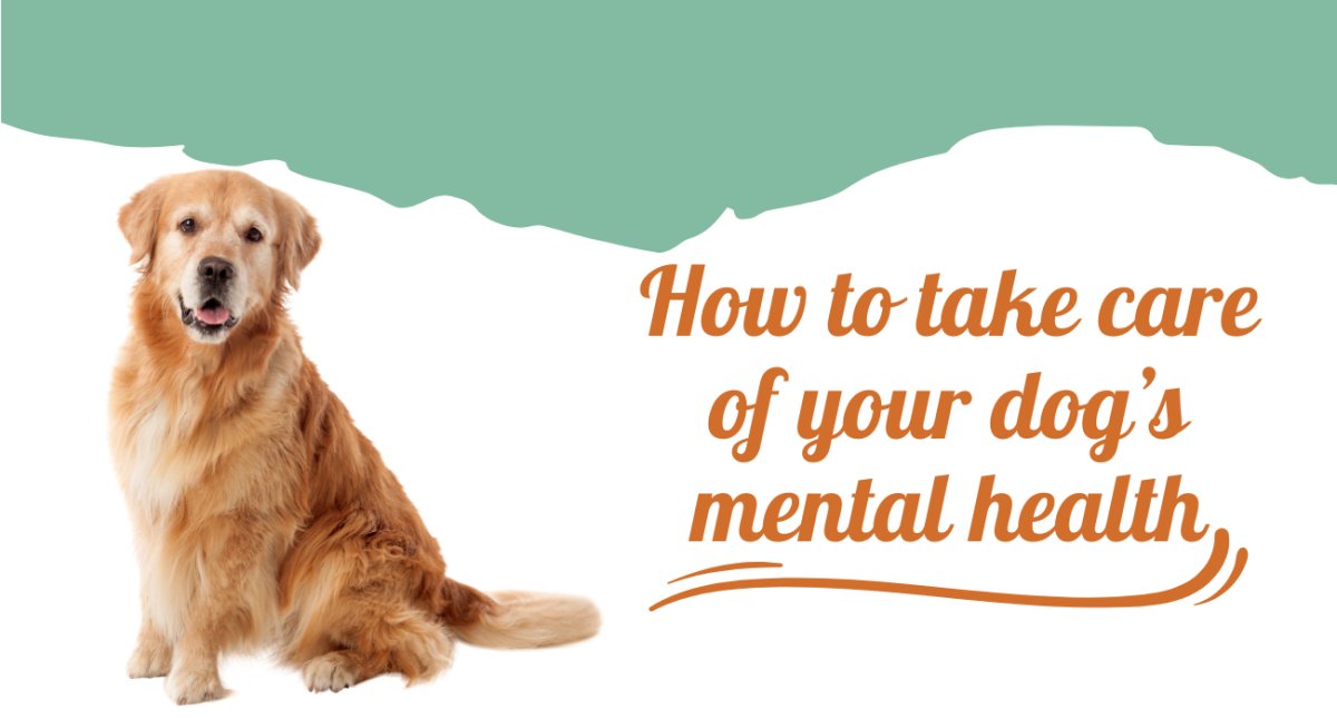 How to take care of your dog's mental health - shopanimalwiz.com