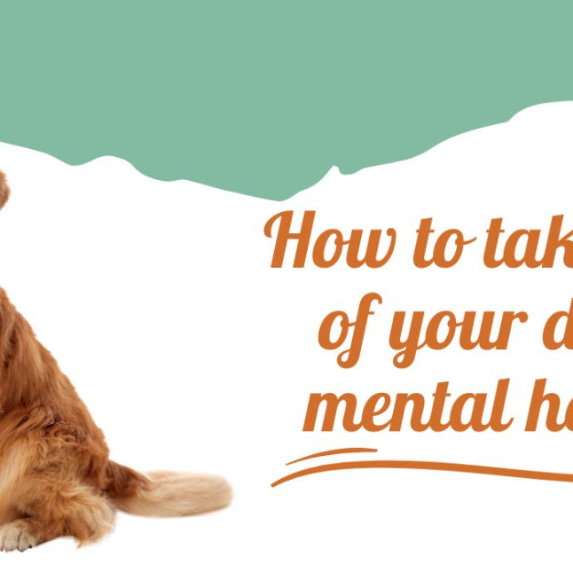 How to take care of your dog's mental health - shopanimalwiz.com