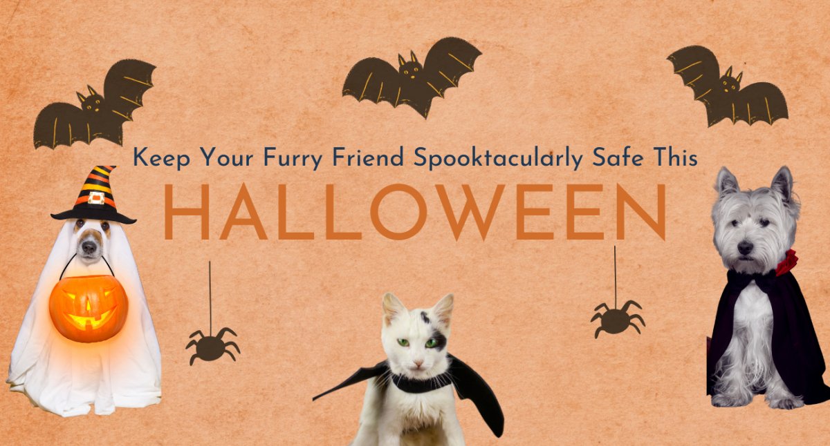 Keep Your Furry Friend Spooktacularly Safe this Halloween - shopanimalwiz.com