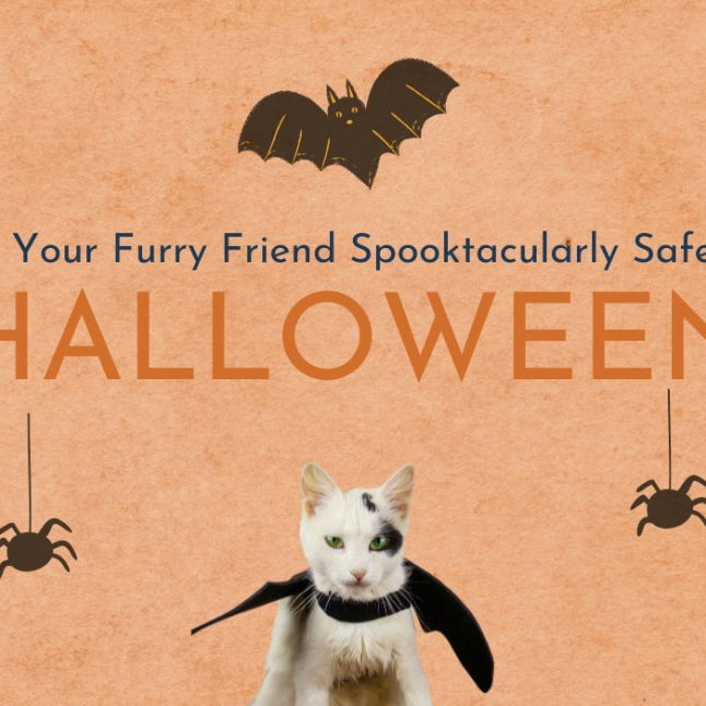 Keep Your Furry Friend Spooktacularly Safe this Halloween - shopanimalwiz.com