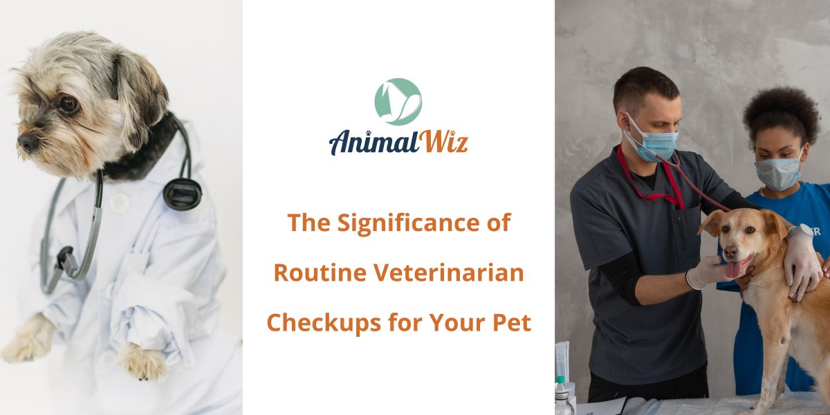 The Significance of Routine Veterinarian Checkups for Your Pet - shopanimalwiz.com