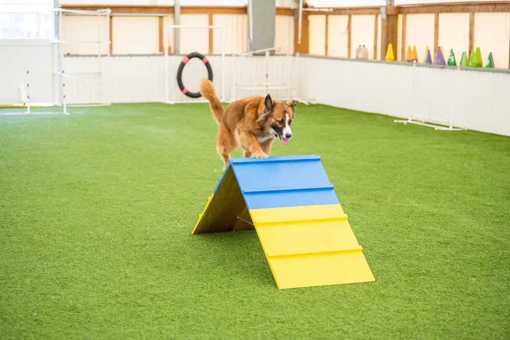 Better Sporting Dogs Agility A-Frame | Dog Agility Equipment | Dog Agility Course Equipment