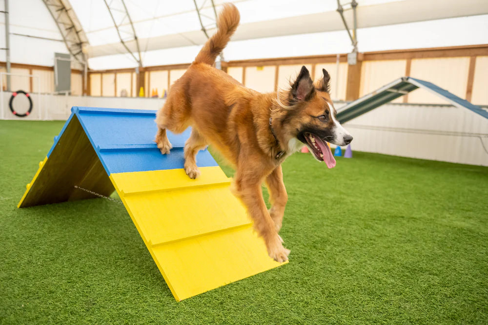 Better Sporting Dogs Agility A-Frame | Dog Agility Equipment | Dog Agility Course Equipment