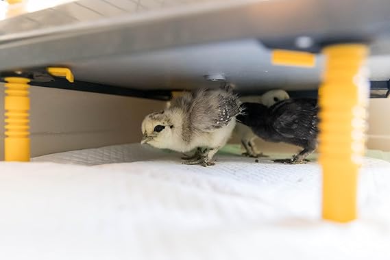 My Favorite Chicken Chick Brooder Heating Plate, 20-25 Chicks