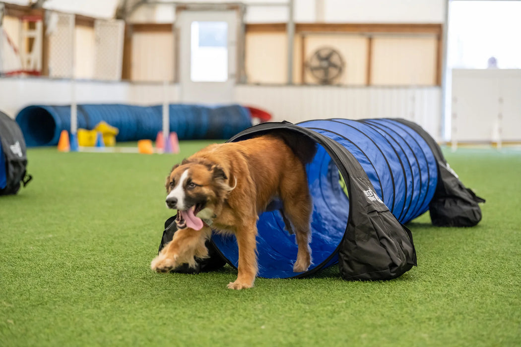 Better Sporting Dogs Agility Course Backyard Set - 7pc Indoor and Outdoor Agility Training Equipment for Dogs