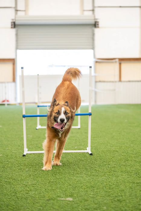 Better Sporting Dogs Agility Course Backyard Set - 7pc Indoor and Outdoor Agility Training Equipment for Dogs