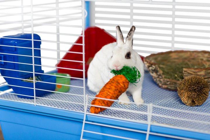 Prevue Pet Products Grassy Nibbler Carrot  - 048081010822