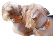 Bestia The "Flower" Collar for Puppies - 5060693308741