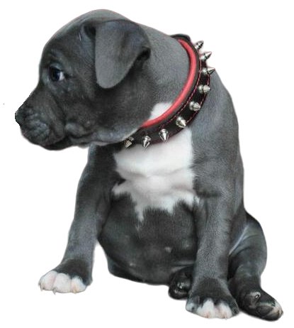 Bestia The "Spiky Collar" for Puppies - 5060693301957