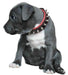 Bestia The "Spiky Collar" for Puppies - 5060693301957