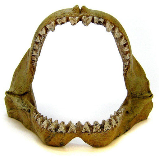 Blue Ribbon Great White Shark Jaws Ornament - 030157012434