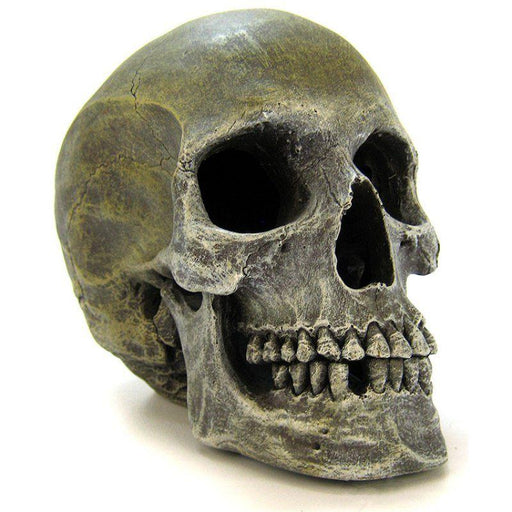 Blue Ribbon Human Skull Ornament - 030157012076