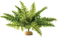 Exo Terra Boston Fern Terrarium Plant - 015561229951