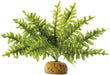 Exo Terra Boston Fern Terrarium Plant - 015561229906