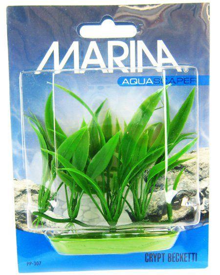 Marina Foreground Crypt Becketti Aquarium Plant - 080605103078