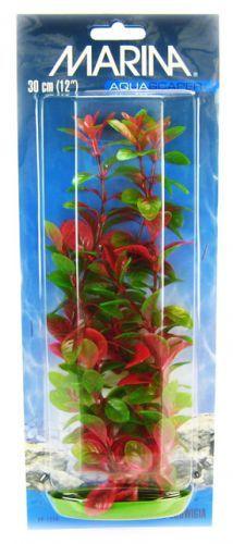 Marina Red Ludwigia Plant - 080605112193