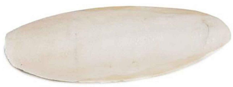 Prevue Cuttlebone Birdie Basics Large 6" Long - 048081031483