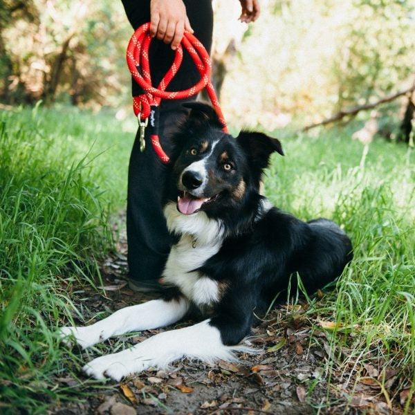 ZippyPaws Original Climbers 6 ft Dog Leash - 818786013240