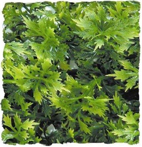 Zoo Med Natural Bushy Australian Maple - 097612180145